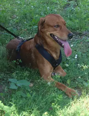 Chase – Hund – Bild 2