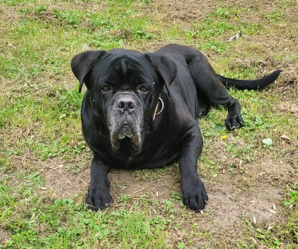 Klausi - Cane Corso Italiano - Bild 1