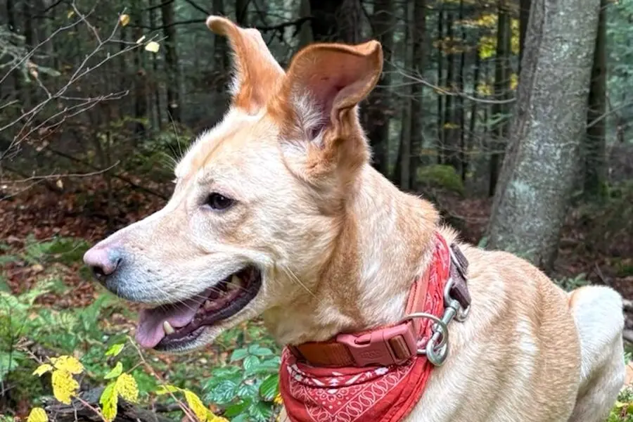 Bruno -  - Bild 1