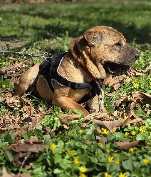 Camillo - Shar-Pei - Bild 3