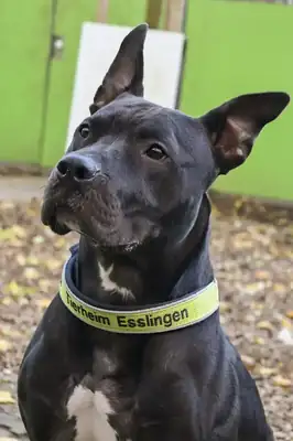 Ares – Hund – Bild 2