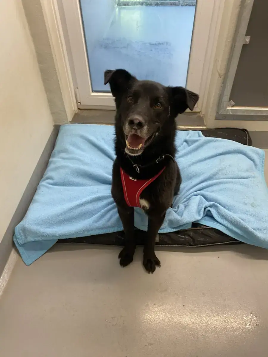 Rex - Deutscher Schäferhund - Bild 22