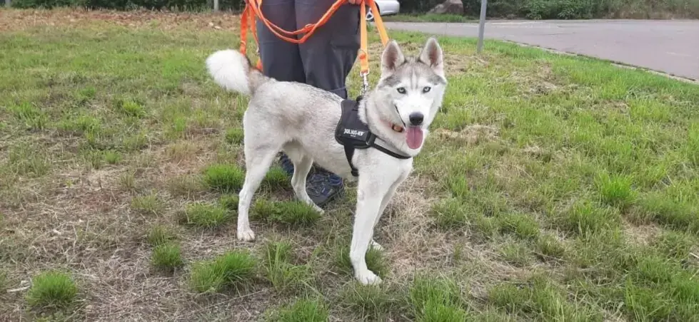 Ice - Siberian Husky - Bild 5