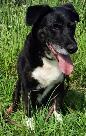 Sammy - Border Collie - Bild 6