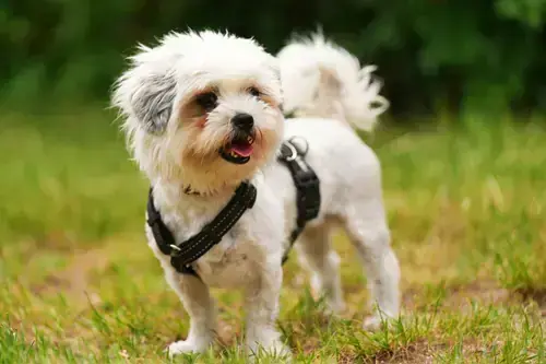 Barbie - Shih Tzu - Bild 4