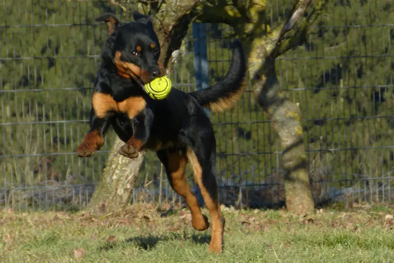 Jambo - Rottweiler - Bild 1