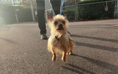 Max – Chihuahua – Bild 5