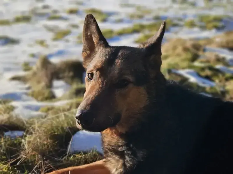 Lando -  - Bild 26