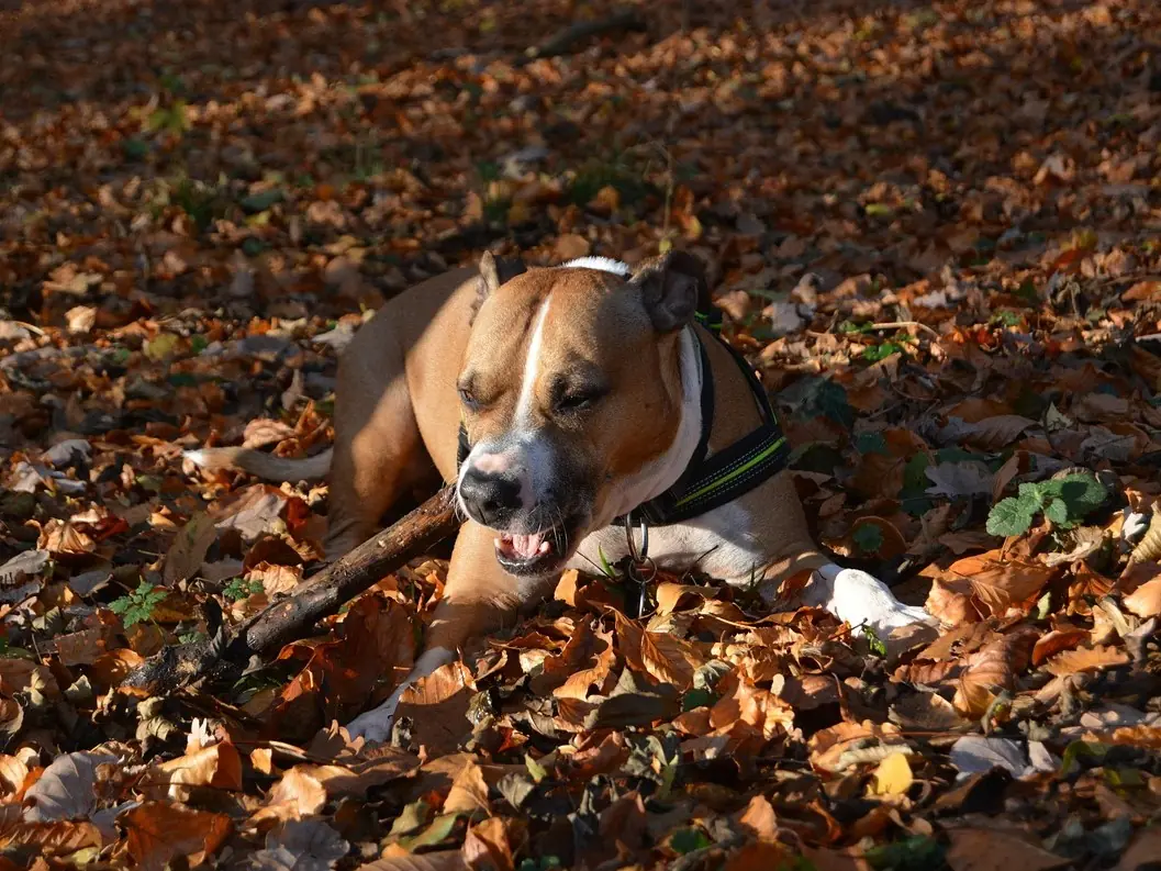 Aiko - American Staffordshire Terrier - Bild 1
