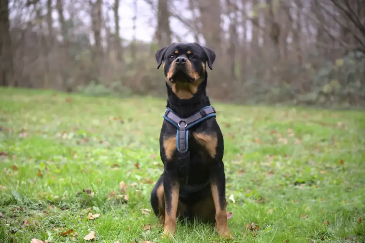 Loki - Rottweiler - Bild 3