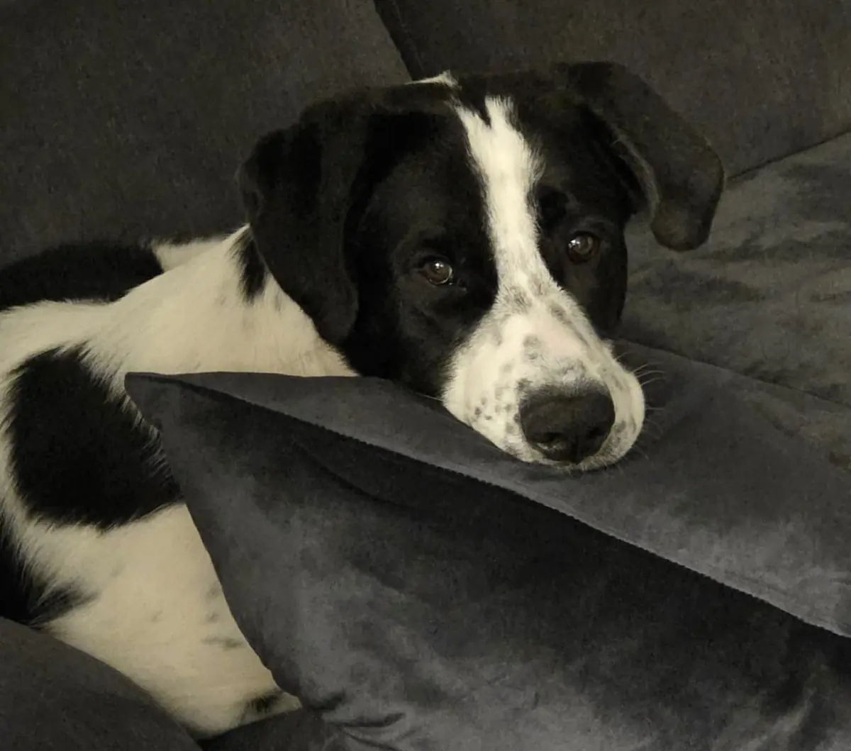 Sammy -  - Bild 4