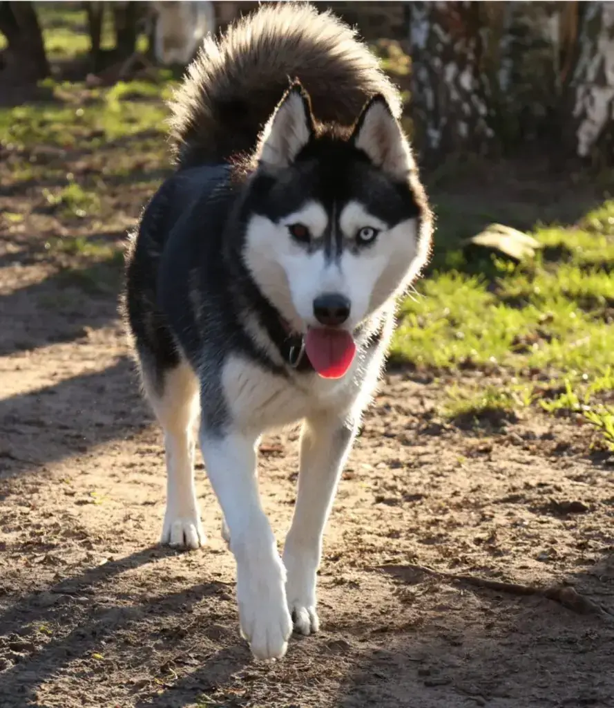 Siberian Husky Selah
