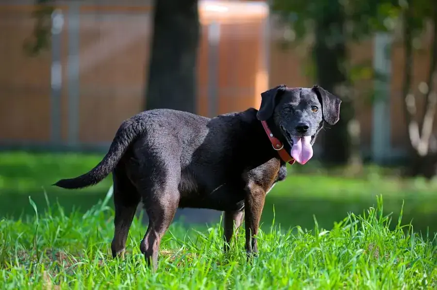 Strolchi - Deutscher Pinscher - Bild 3