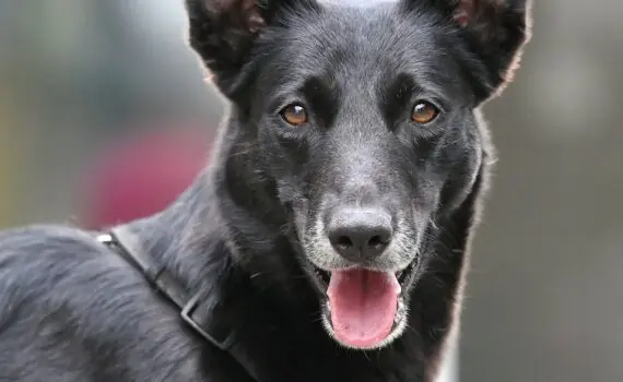 Abby -  - Bild 1