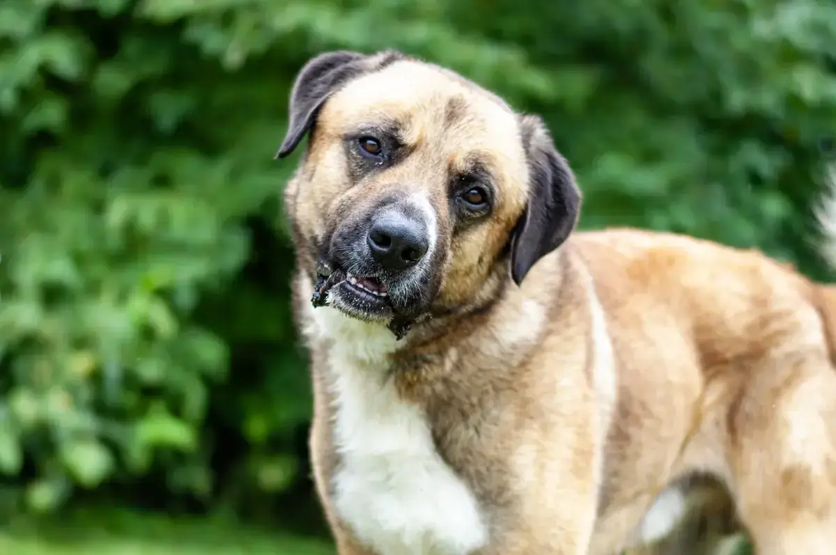 Bodo - Kangal-Hirtenhund, Kangal-Hirtenhund - Bild 2