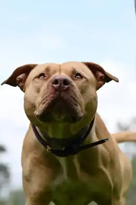 Ace – American Staffordshire Terrier – Bild 21