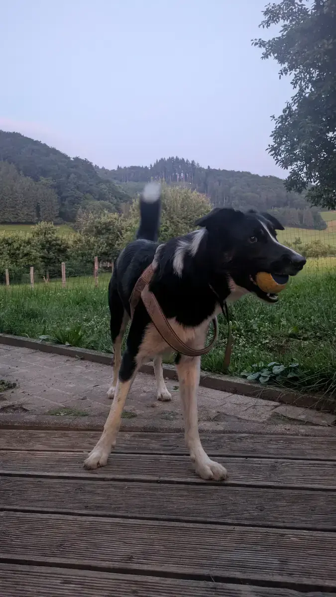 Ben - Border Collie - Bild 2
