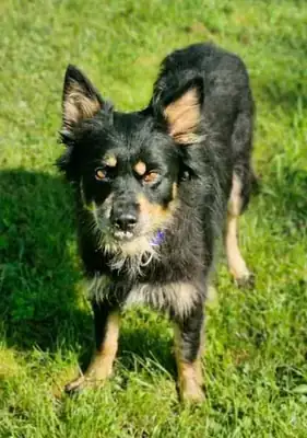 Paula – Hund – Bild 17
