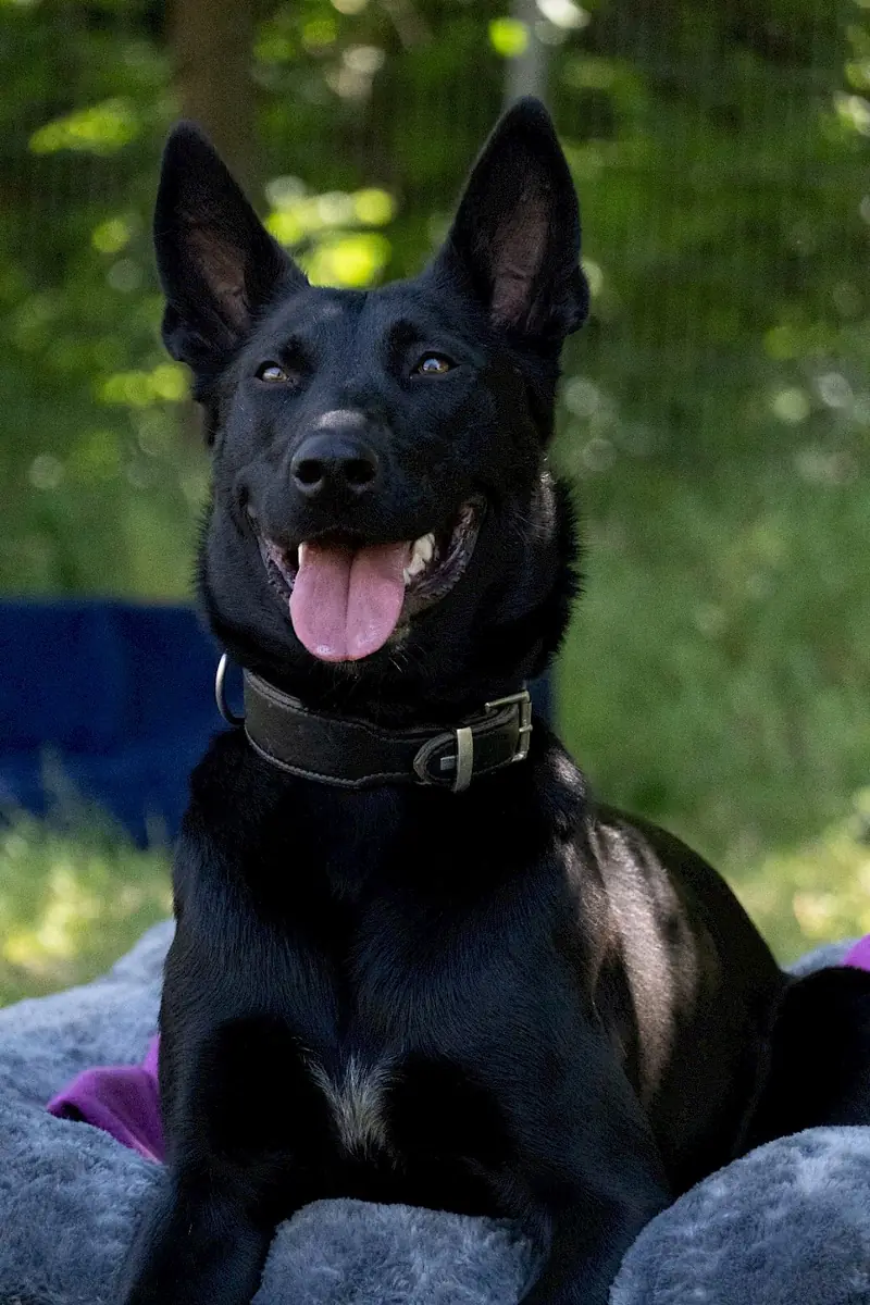 Greta - Deutscher Schäferhund - Bild 4