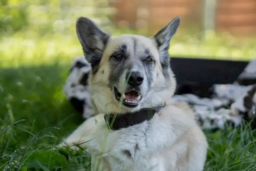 Chester - Deutscher Schäferhund - Bild 6