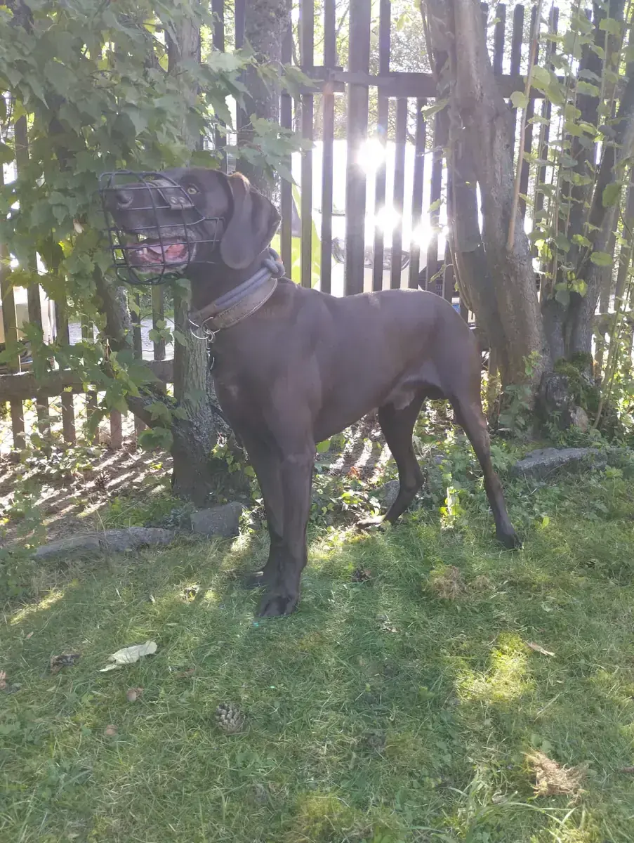 Buddy – Weimaraner, Deutsch Kurzhaar – Bild 7
