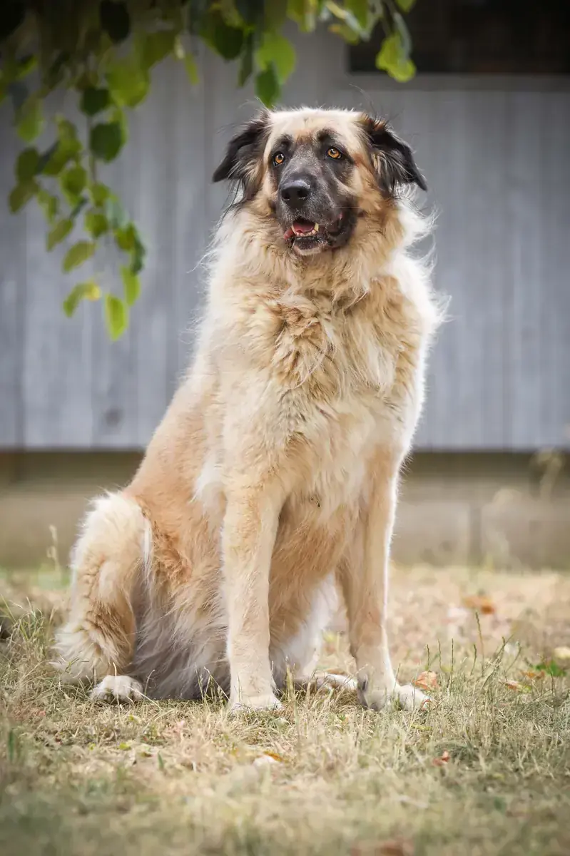 Kangal-Hirtenhund-Mix Mira