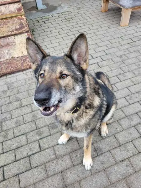 Wölfchen -  - Bild 22