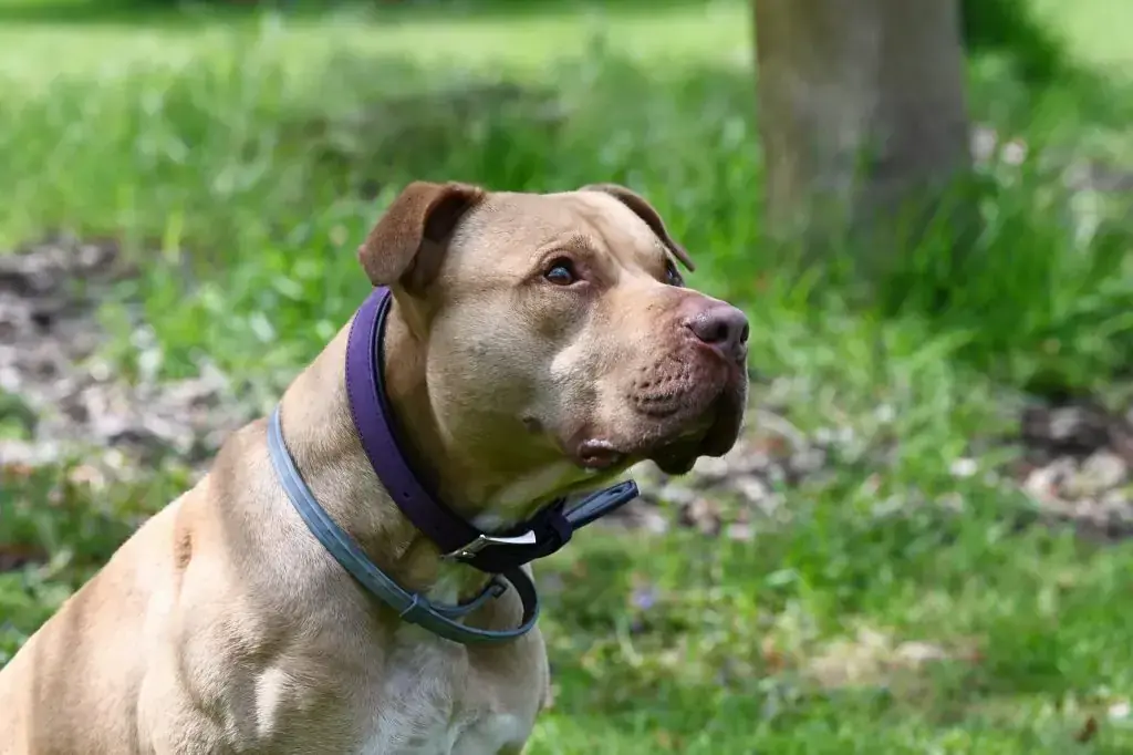 Ace - American Staffordshire Terrier - Bild 10