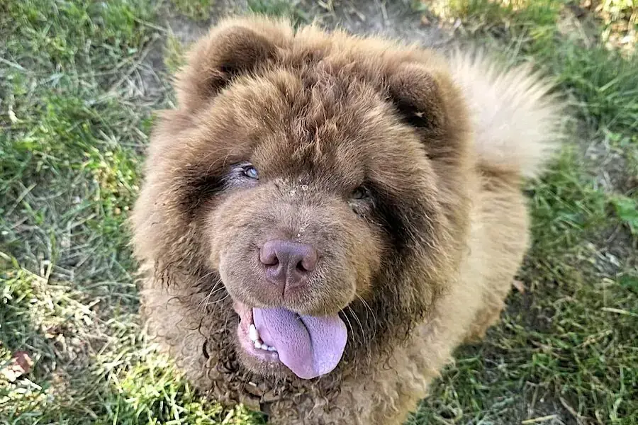 Chow-Chow Cookie