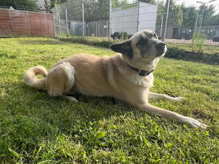 Chester - Deutscher Schäferhund - Bild 15
