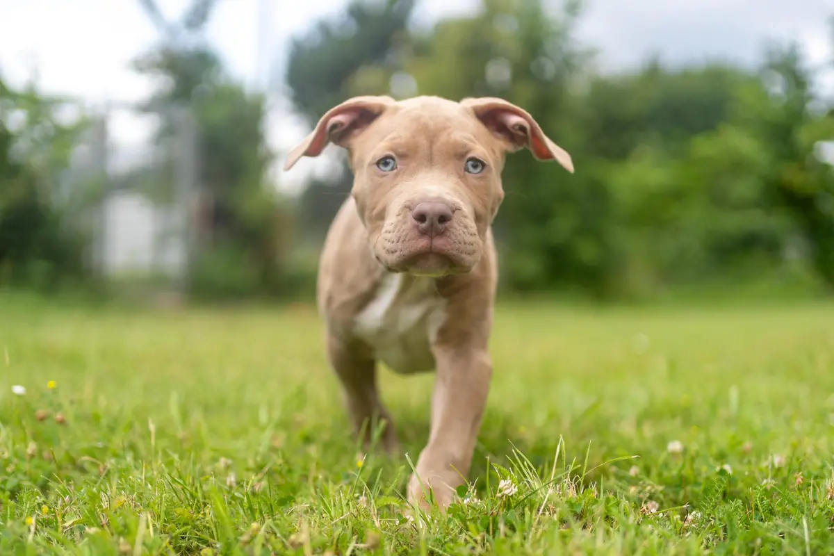 Lia - American Staffordshire Terrier - Bild 3