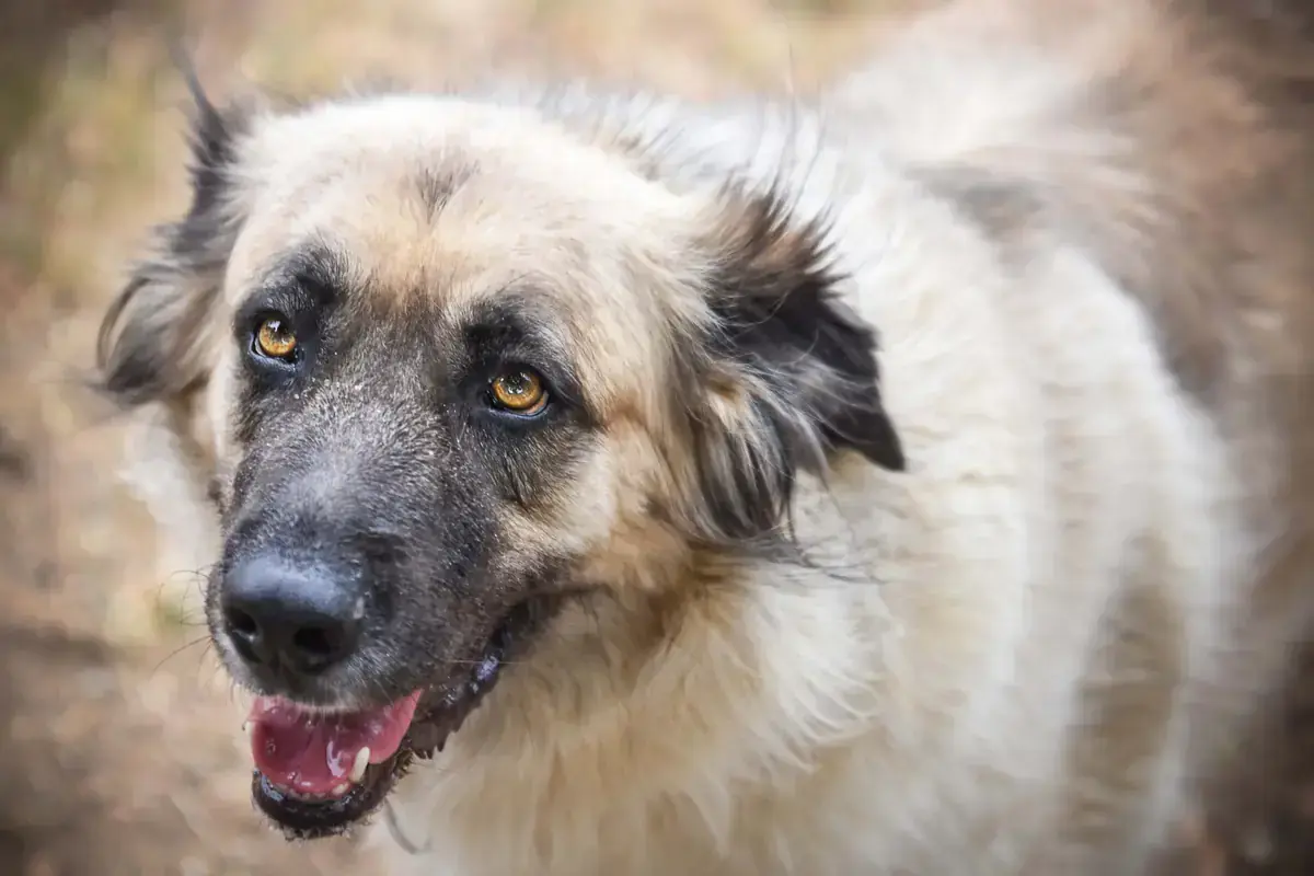 Mira - Kangal-Hirtenhund - Bild 9