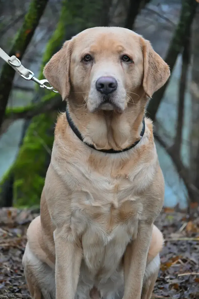 Benito - Labrador Retriever - Bild 2