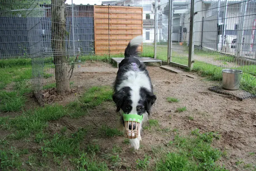 Mogli - Australian Shepherd - Bild 6