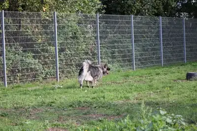 Rocky – Šarplaninac – Bild 22