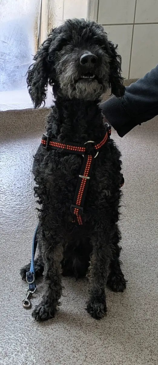 Blacky - Pudel - Bild 16