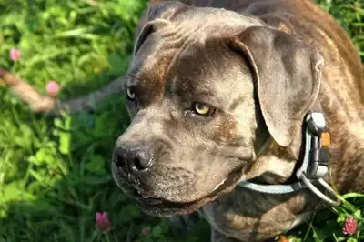 Drago – Cane Corso Italiano – Bild 2