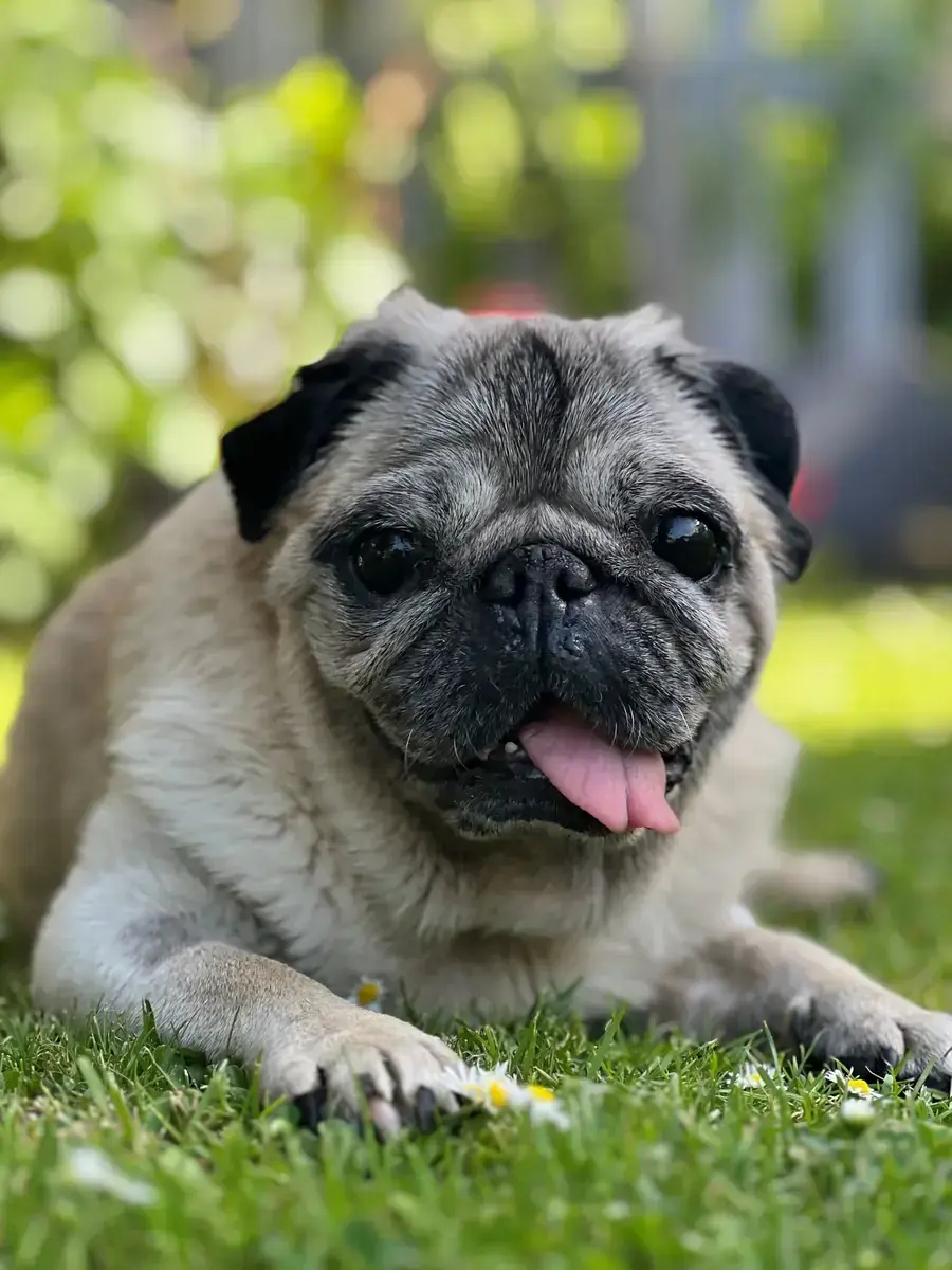 Schnute - Mops - Bild 3