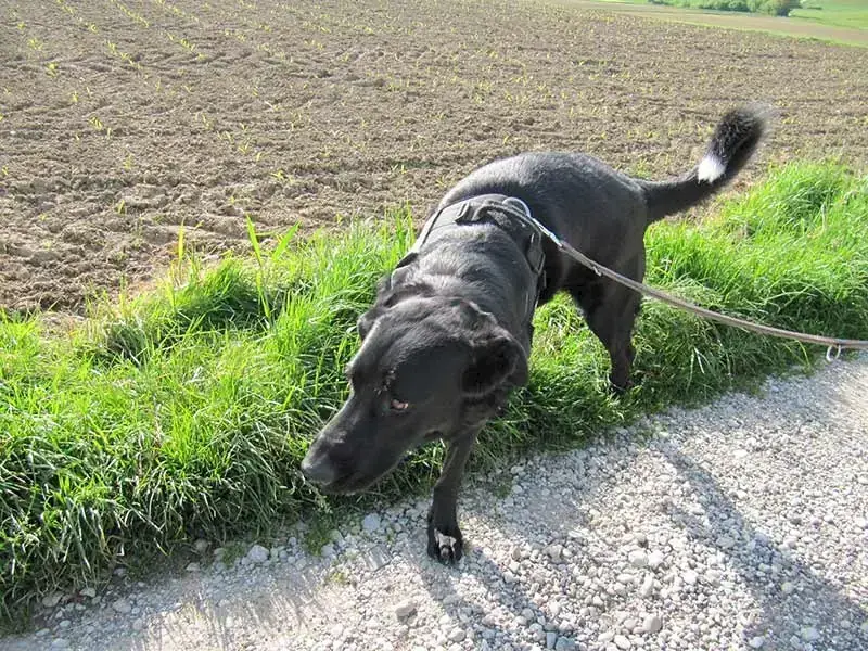 Dongo -  - Bild 2