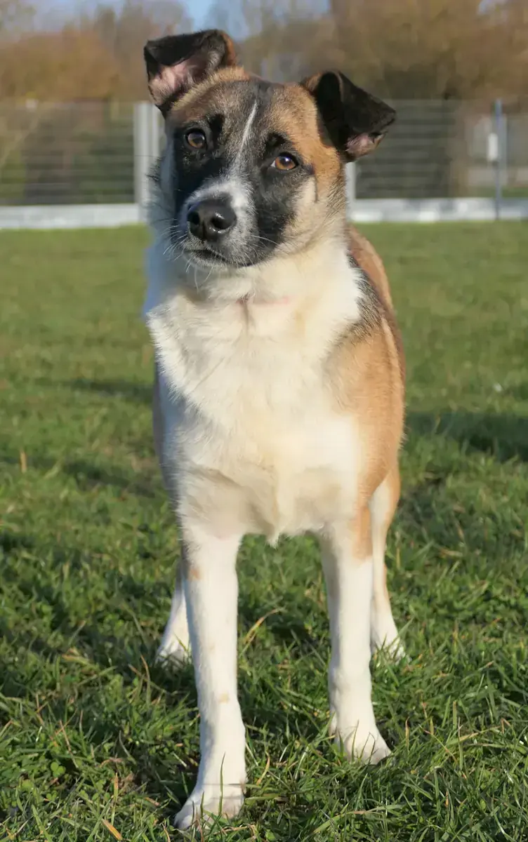 Amelia -  - Bild 1