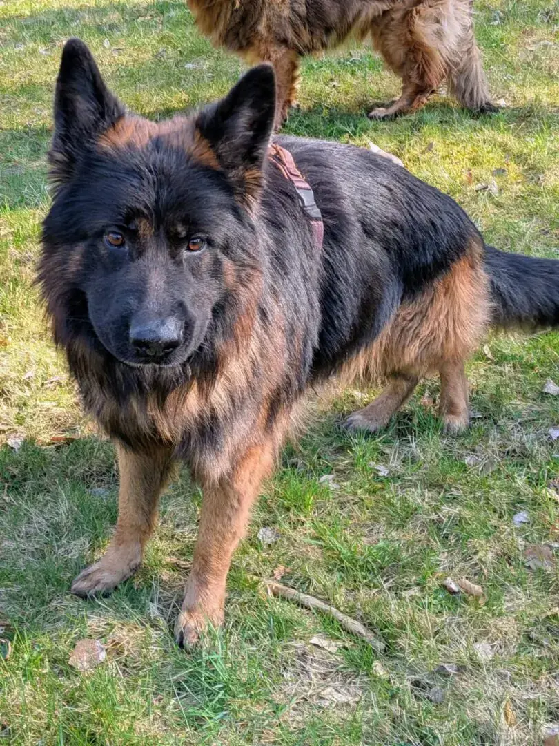 Rex - Deutscher Schäferhund - Bild 4