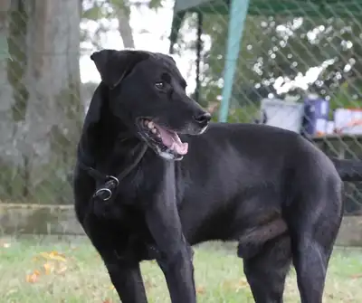 Mailo – Labrador Retriever – Bild 2