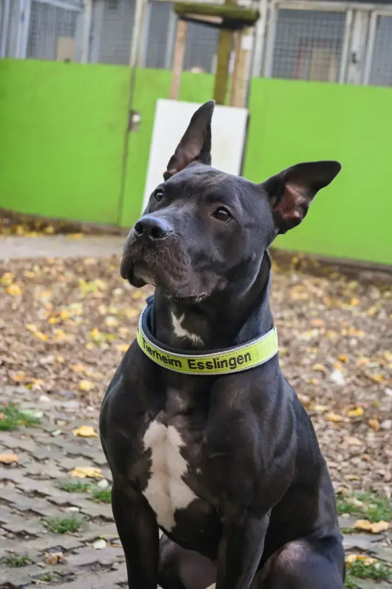 Ares -  - Bild 8