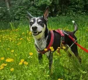 Bubi - Deutscher Pinscher, Beagle - Bild 2