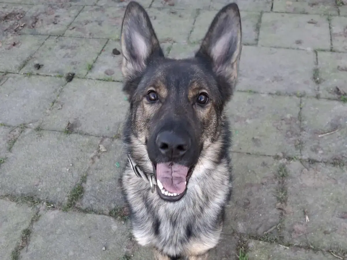 Blue - Deutscher Schäferhund - Bild 1