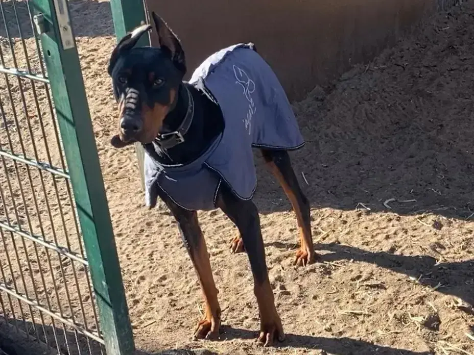 Dobermann Xavier