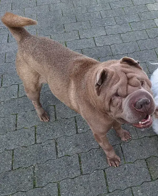 Shar-Pei Shiro