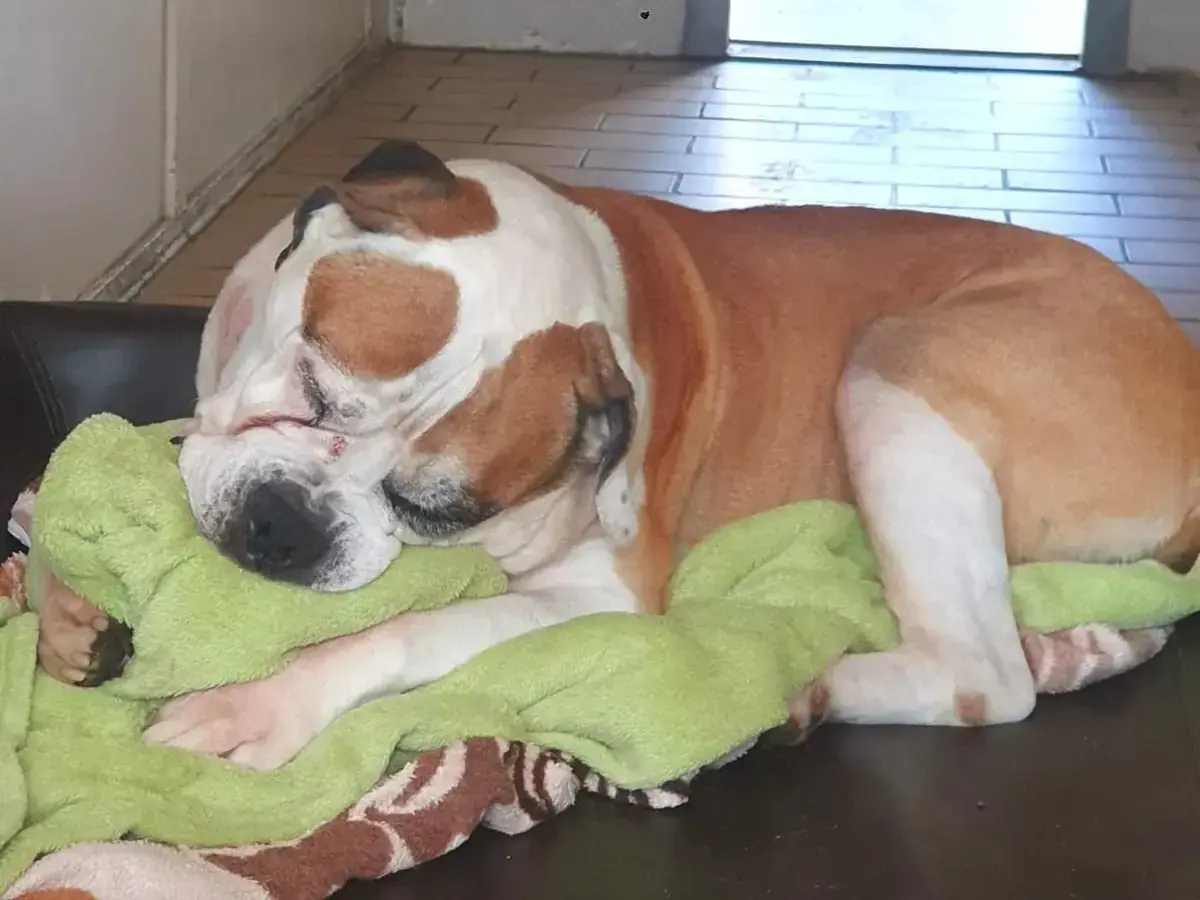 Bodo -  - Bild 3