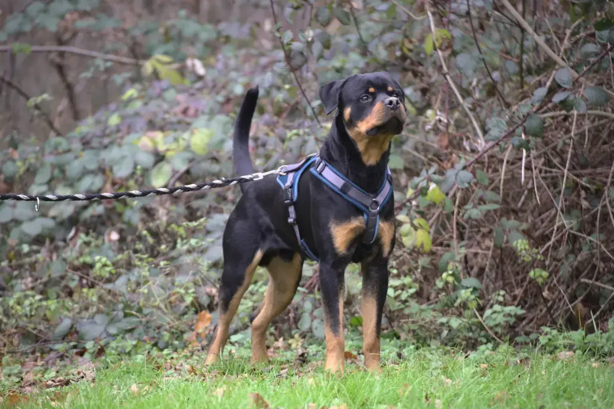 Loki - Rottweiler - Bild 5