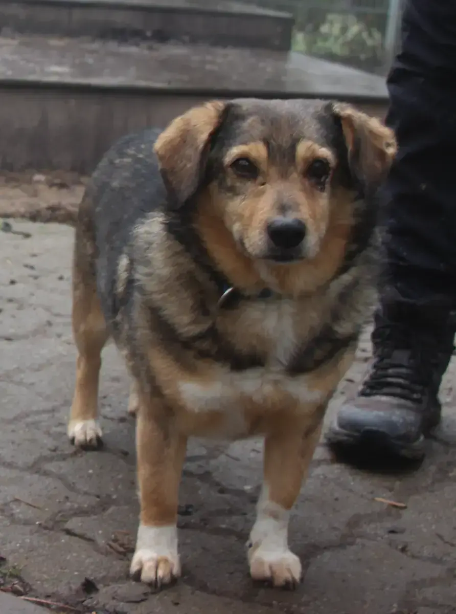 Benito -  - Bild 3